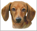 (image for) Red Smooth Dachshund (No Background)